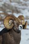 Bighorn sheep ram at home in the alpine country Art Print